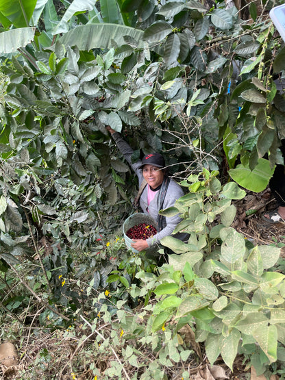 PERU - El Roble